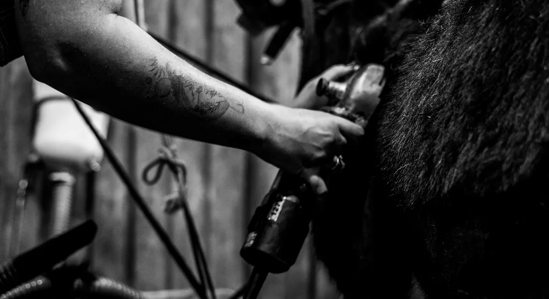 Close-up of a hand using electric clippers on a large animal's coat