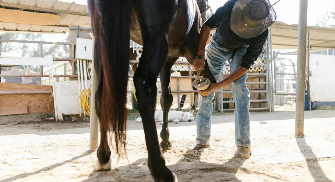 A trainer leans toward a horse’s front leg, close to the hoof, with a tool in hand as they work near the horse in a dusty outdoor area.