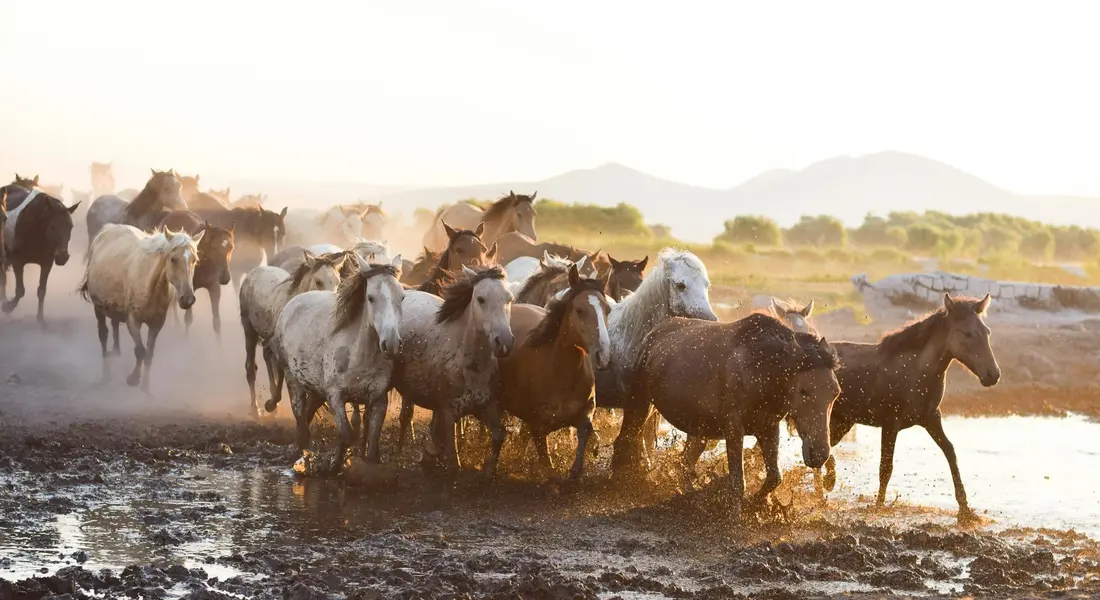 A herd of horses running through muddy ground at dawn, demonstrating turnout and unrestricted movement.