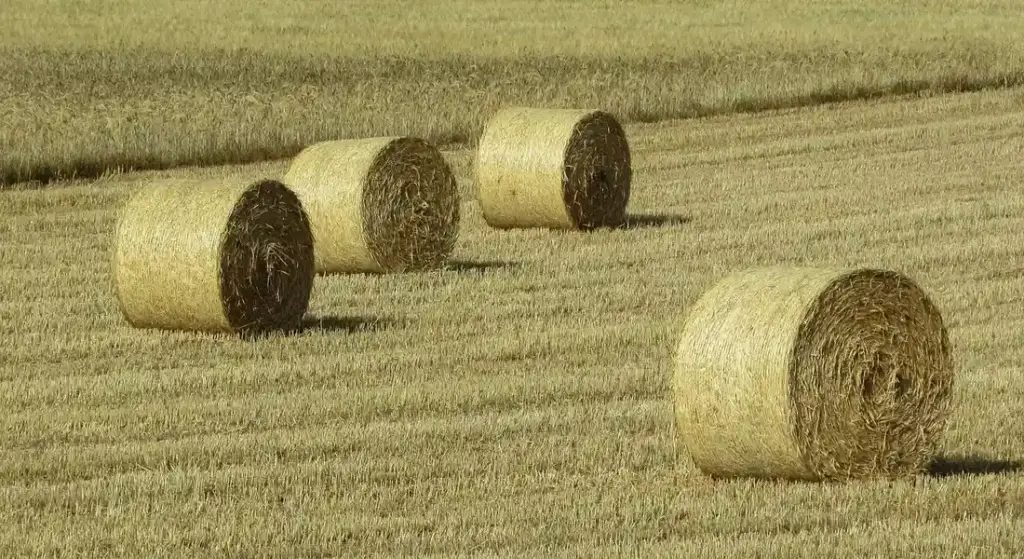 Hay Bales vs. Pellets vs. Cubes: Decoding the Best Forage for Your Horse