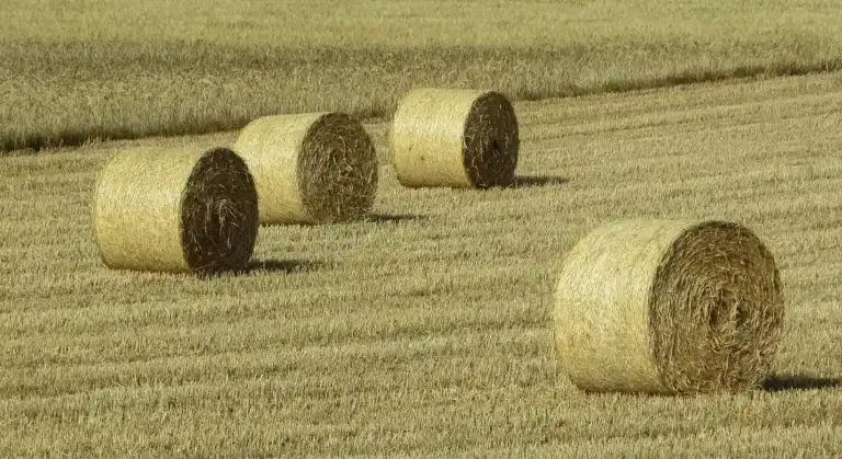 Several large round hay bales rolled in a golden harvested field