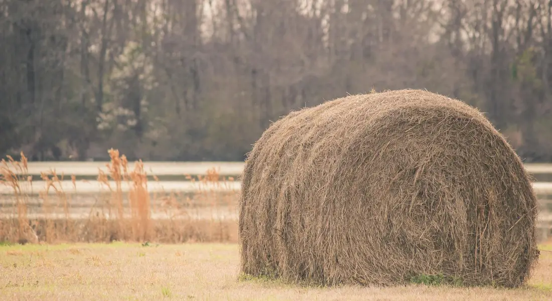 Round bale of hay in a field with a distant tree line
