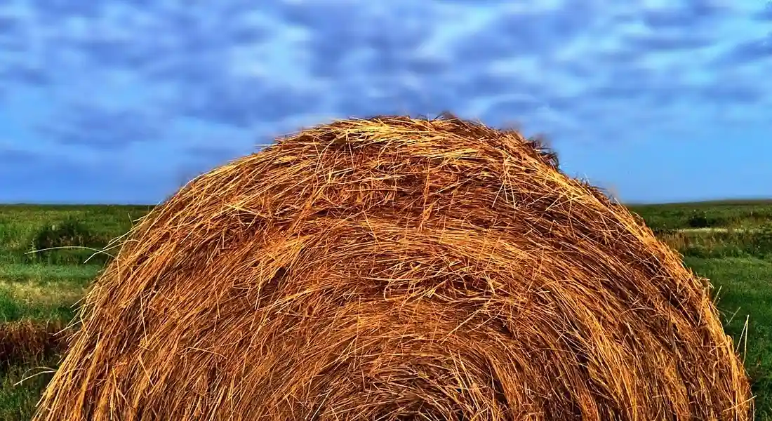 Close-up of a large round hay bale in a green field under a bright blue sky.