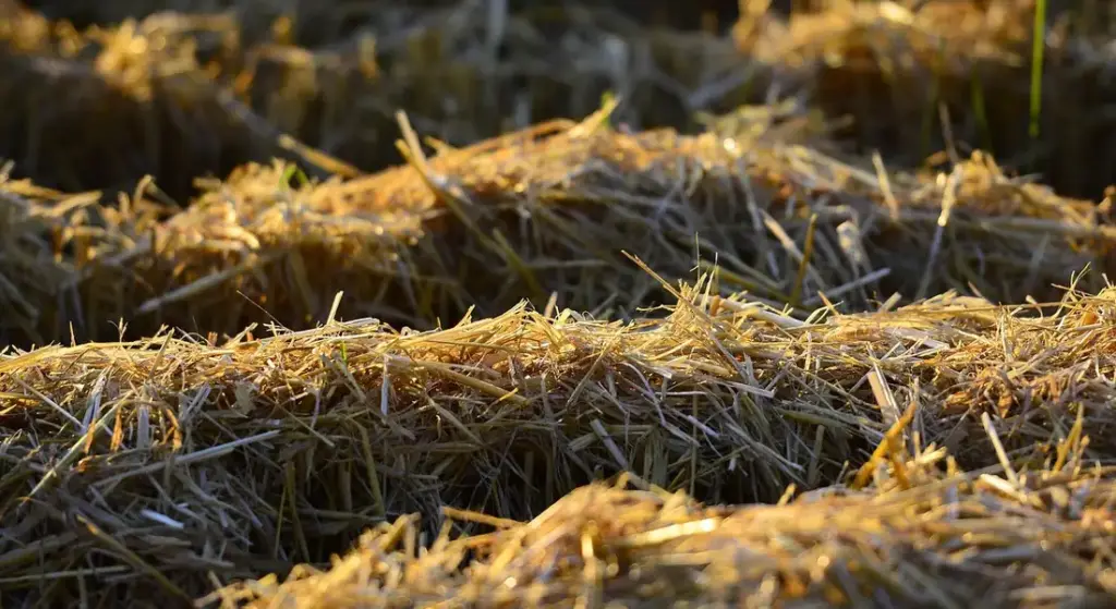 Best Forage Options for Horses: Building Health from the Ground Up