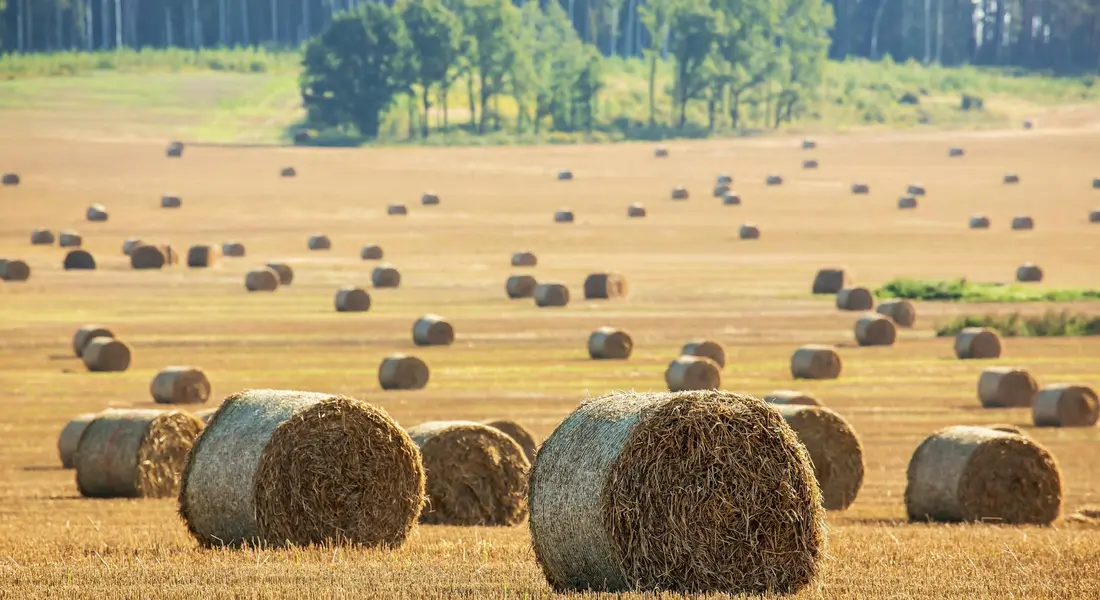 Wide field with numerous round hay bales scattered across a harvested landscape, with trees in the background.