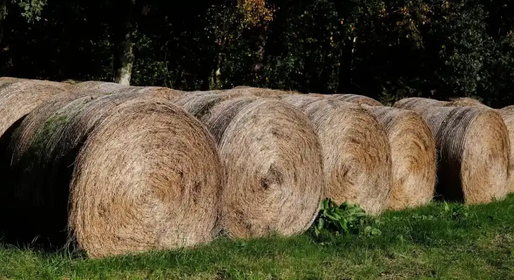 Do Horses Eat Hay or Straw? Understanding Their Diet
