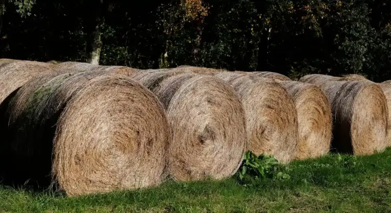 Several round hay bales lined up on a grassy field with trees in the background.