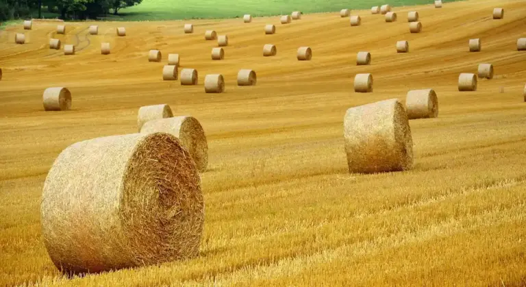 Golden hay bales scattered across a sunlit harvested field.