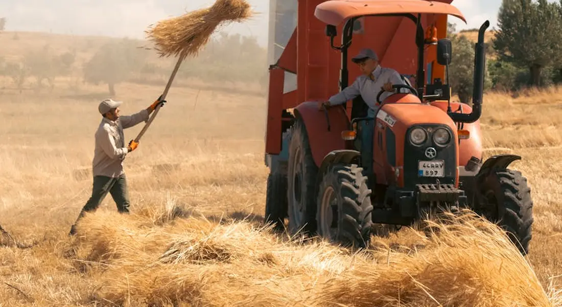 Farmer throwing hay into a pile beside a red tractor in a sunlit, golden field.