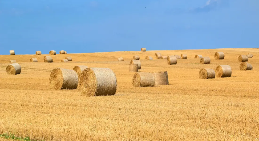 Golden field with round hay bales scattered under a clear blue sky