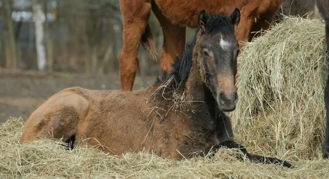 A horse resting on straw beside a hay bale, with another horse standing nearby