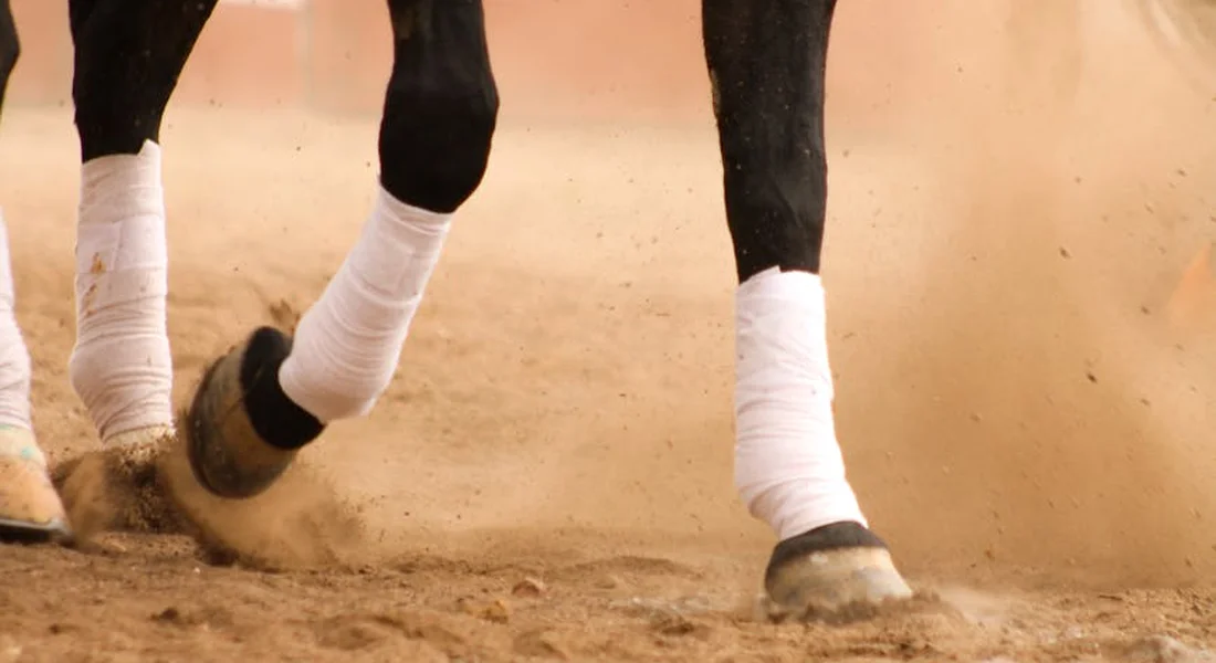 Close-up of a horse's wrapped legs and moving hooves, kicking up dust on a dirt arena.
