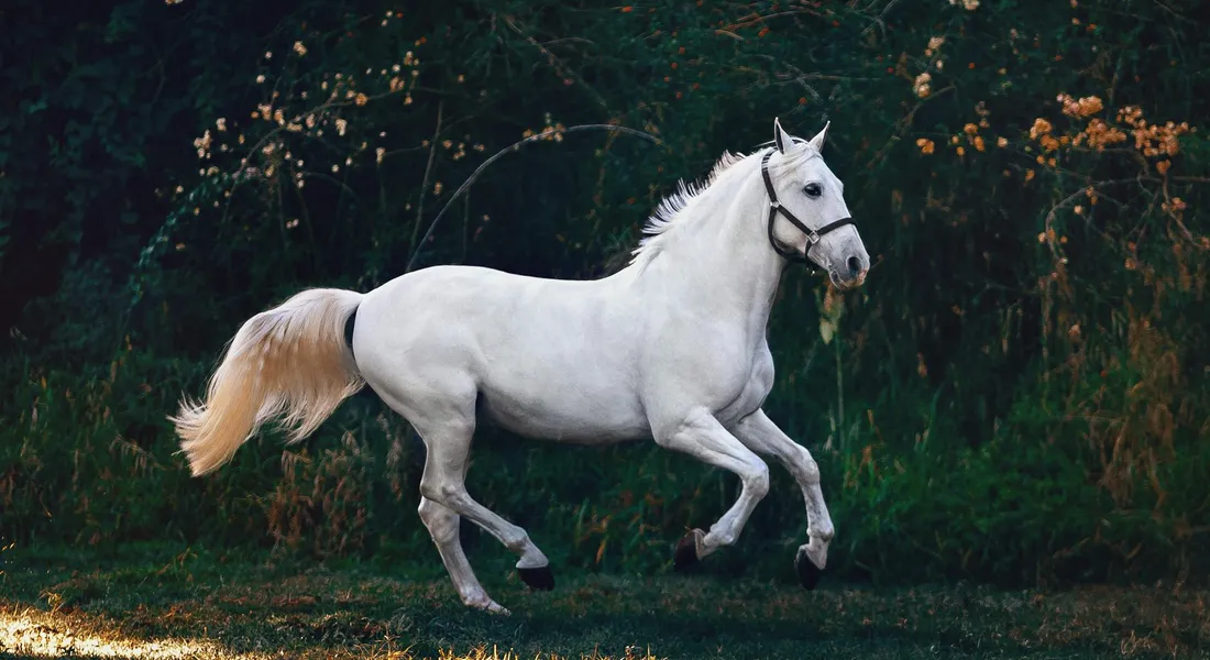 A white horse trotting outdoors with a forested background, showcasing strong movement and healthy form.