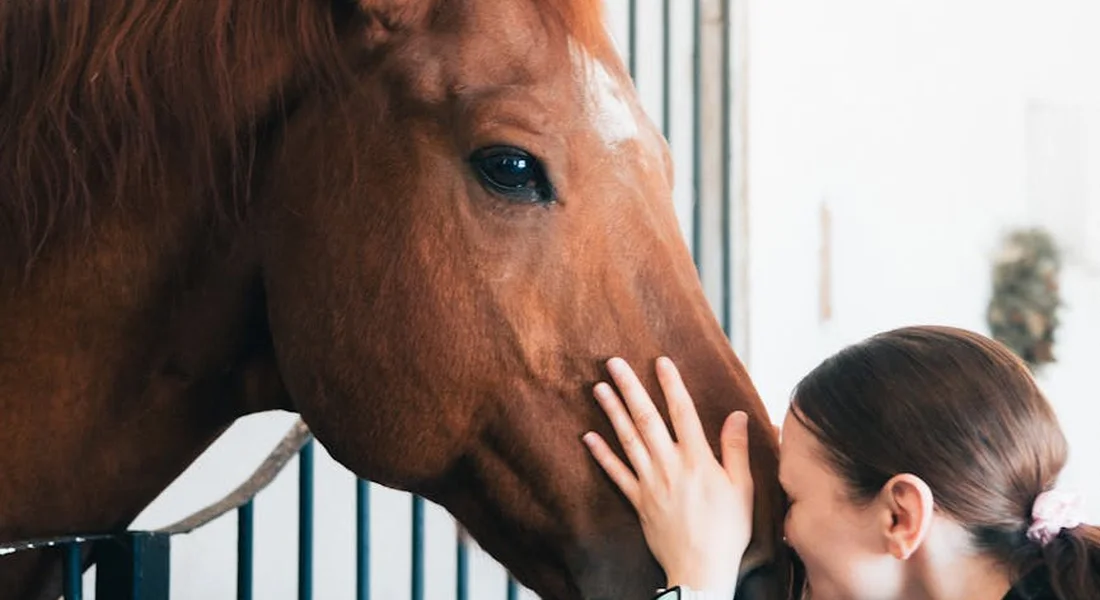 Close-up of a person gently touching a horse's muzzle through stall bars.