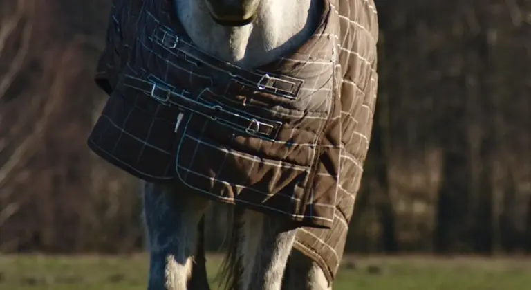 Close-up of a horse wearing a quilted turnout blanket outdoors