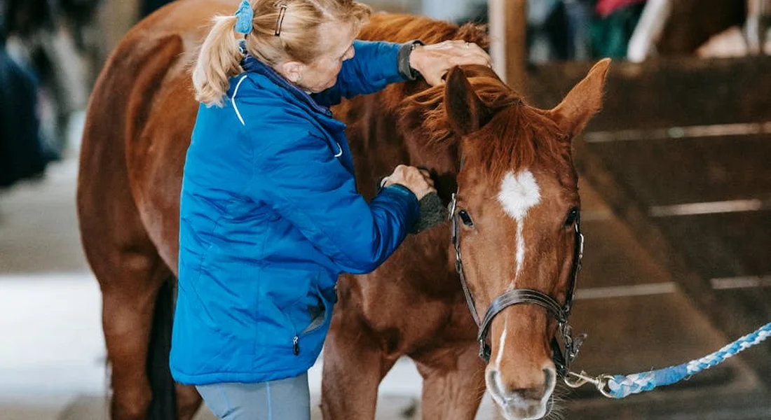 Person in a blue jacket tending to a horse's leg, preparing to apply leg protection such as boots or wraps.