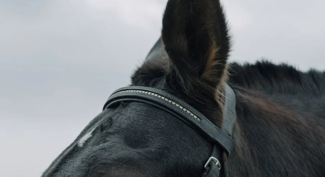 Close-up of a horse's head wearing a bridle, showing the noseband and browband against a pale sky