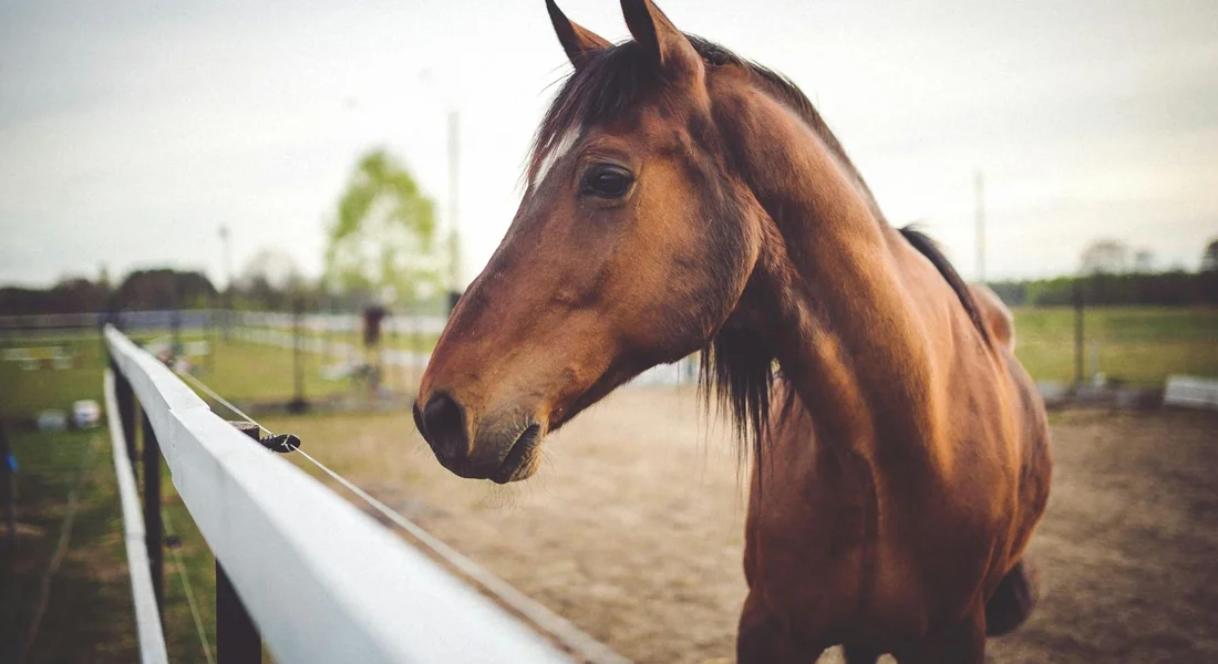 A brown horse leans over a white fence in a dirt paddock, gazing toward the camera with a blurred background.