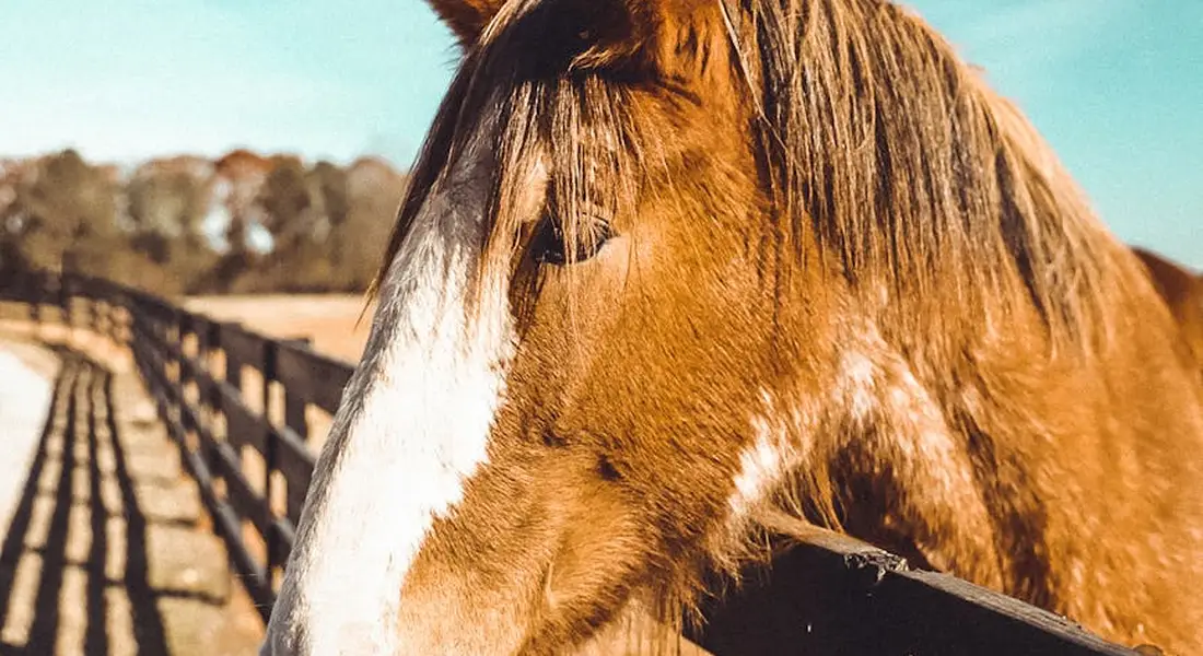 Close-up of a brown horse with a white blaze looking over a wooden fence in a sunlit paddock.