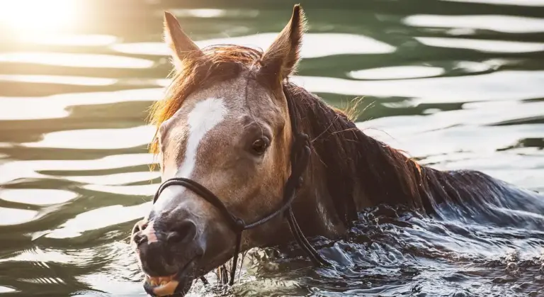 Horse with bridle cooling down in shallow water after exercise