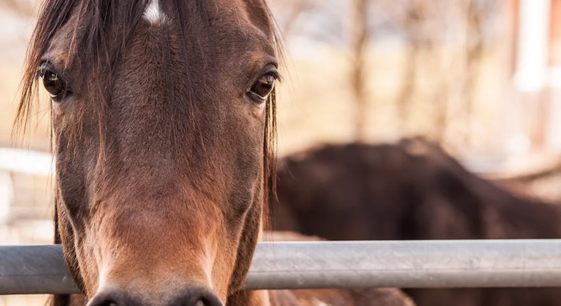 Close-up of a horse's face at a stable fence with another horse blurred in the background.
