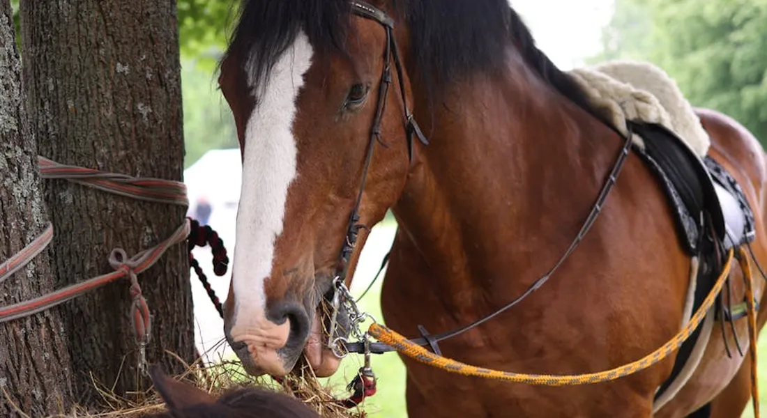 Close-up of a horse with a bridle and saddle near a tree.