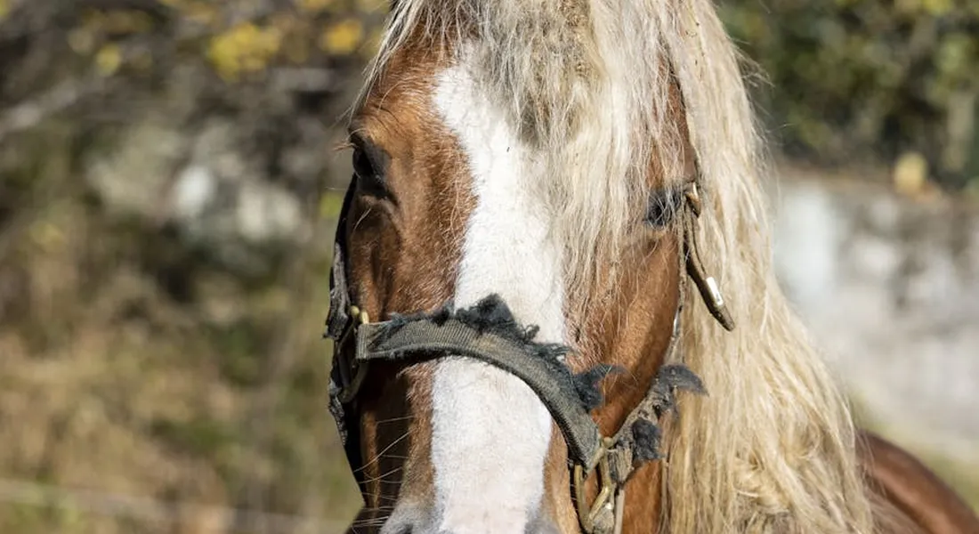 Close-up of a horse wearing a bridle in a sunny outdoor setting.