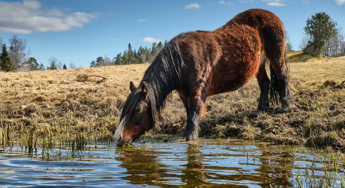 Horse drinking from a pond in a sunlit pasture