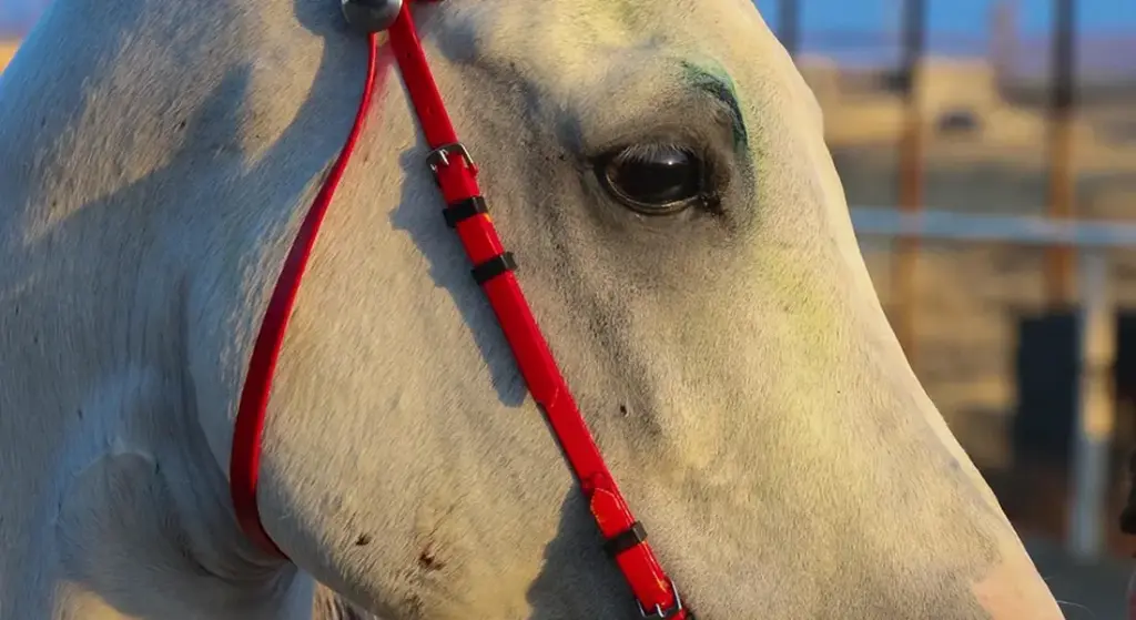 Why Mental Enrichment is the Key to Your Horse’s Calm and Contentment