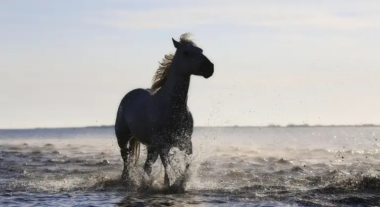 A dark horse stands in shallow water at the beach, spraying water with its legs as waves splash around.