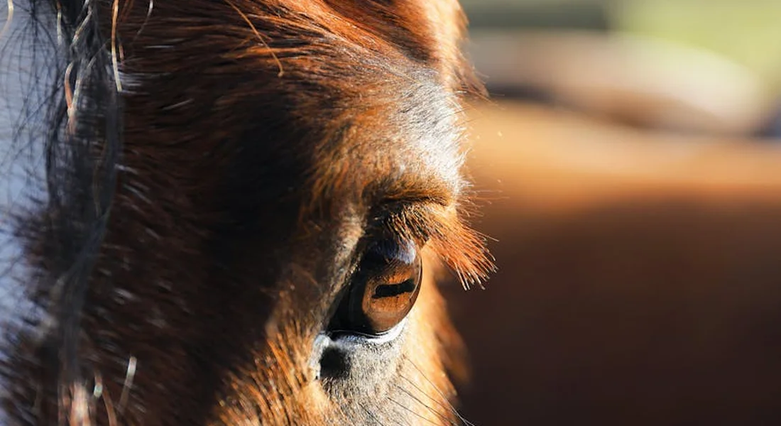 Close-up of a horse's eye with a brown iris, illustrating natural variation in equine eye color.