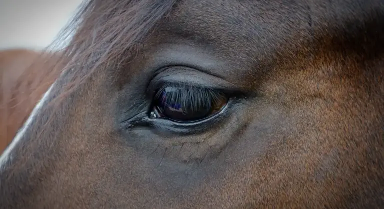 Close-up of a horse's eye, highlighting eye area and lashes.
