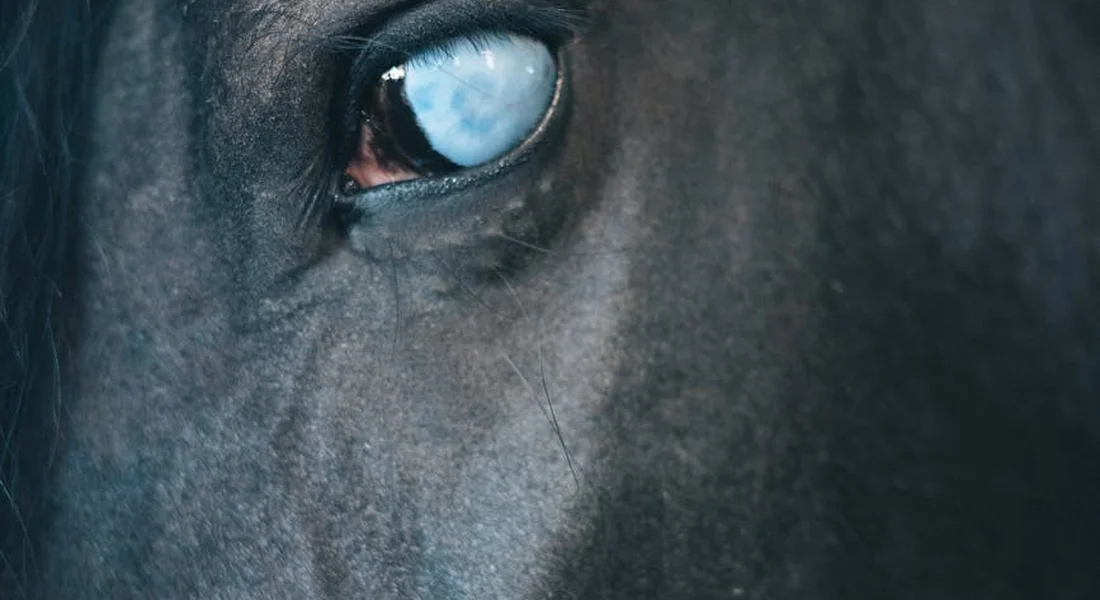 Close-up of a horse's eye with a pale blue iris and dark coat