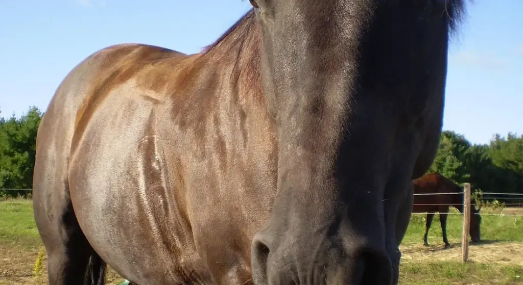 How to Safely Clean Your Horse’s Face, Ears, and Sensitive Areas: A Gentle, Step-by-Step Guide