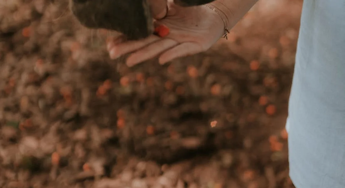 Close-up of a person’s hand offering feed to a horse with a blurred natural background.