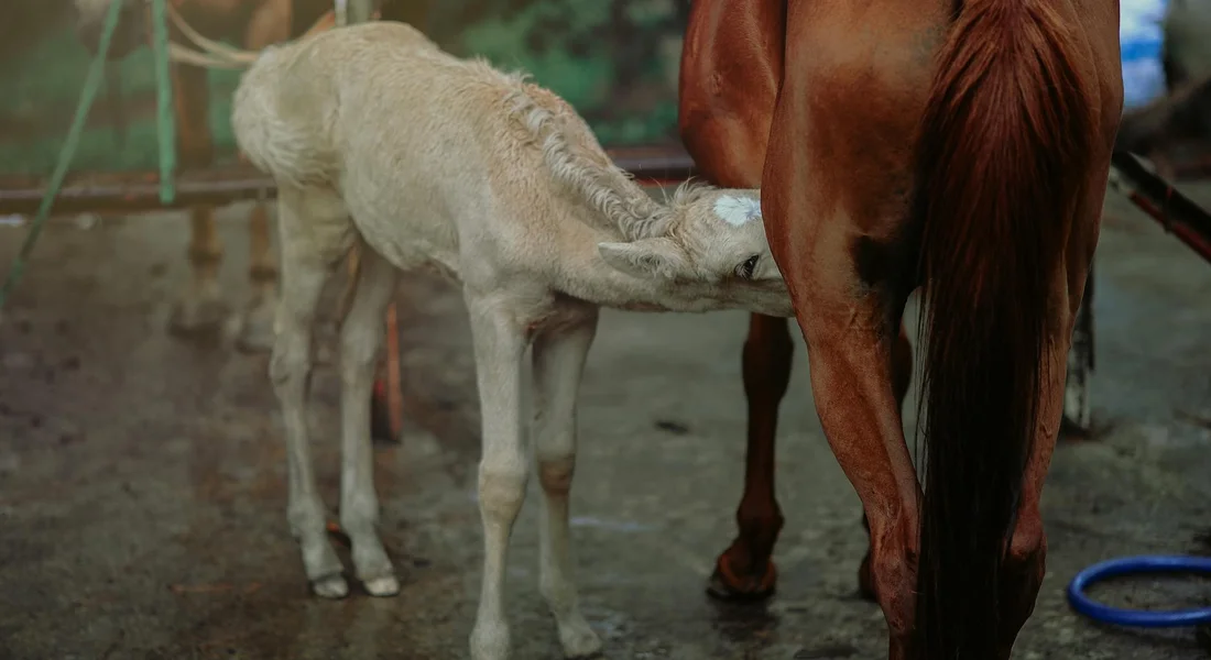 A young foal nurses beside its mare in a stable area, with a hose and wet ground nearby, illustrating daily monitoring of feeding and hydration.