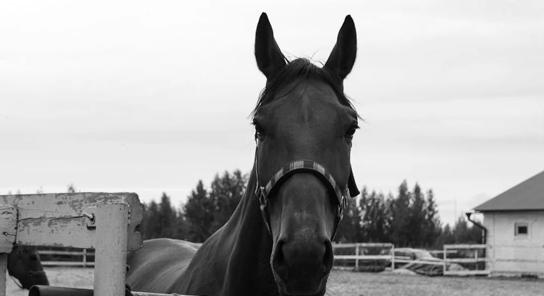 Close-up of a horse facing the camera in a paddock with fencing in the background