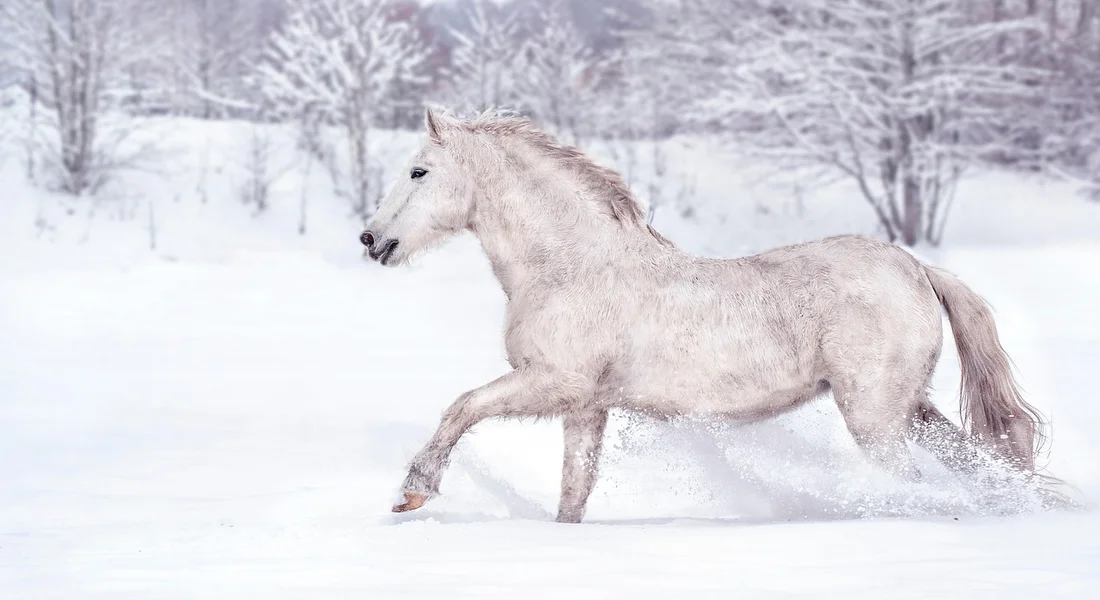 A light-colored horse gallops through a snowy field with bare trees in the background.