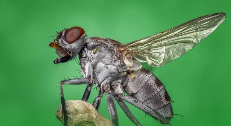 Close-up of a horse fly with red eyes perched on a rock against a green background.