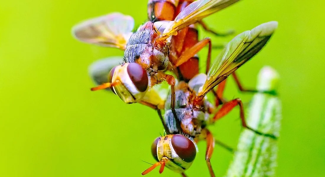 Macro photo of several small yellow-brown flies with red eyes perched on a stem against a bright green background
