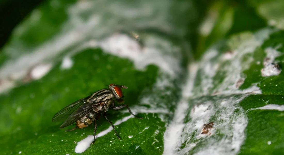 Close-up of a horse fly perched on a green leaf, illustrating fly activity and the importance of placement for DIY traps.