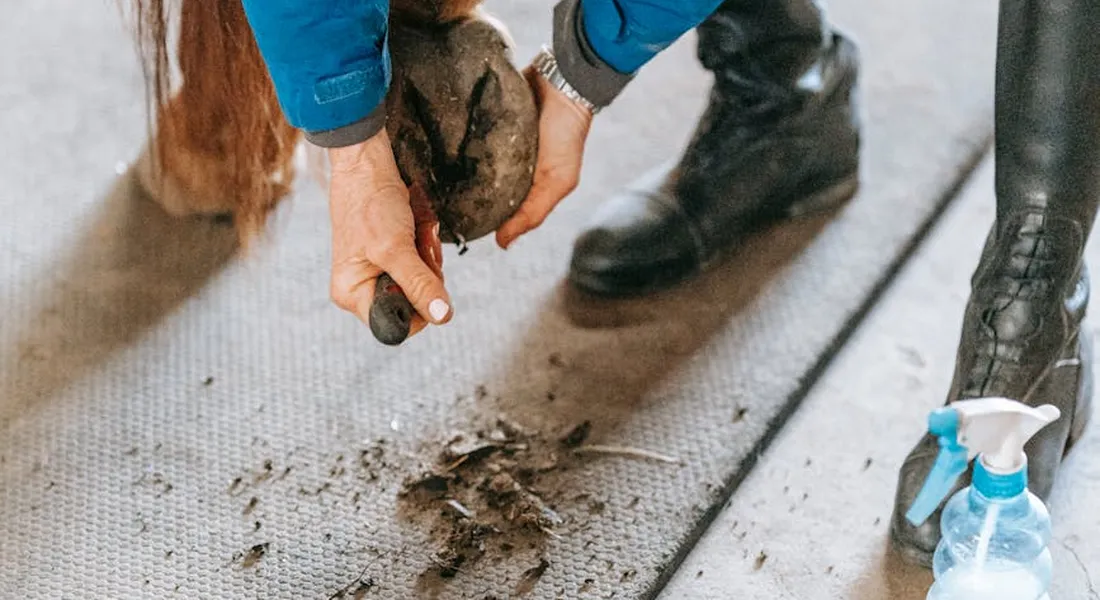 Close-up of a person grooming a horse's hoof on a stable floor, with grooming tools and a spray bottle nearby.