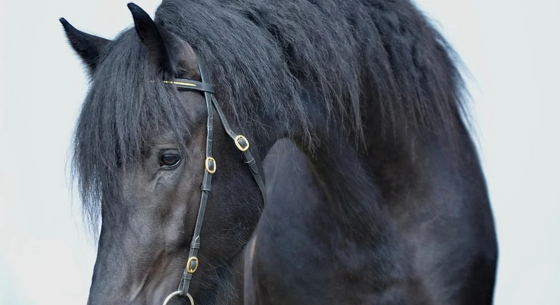 Close-up of a dark horse with a bridle