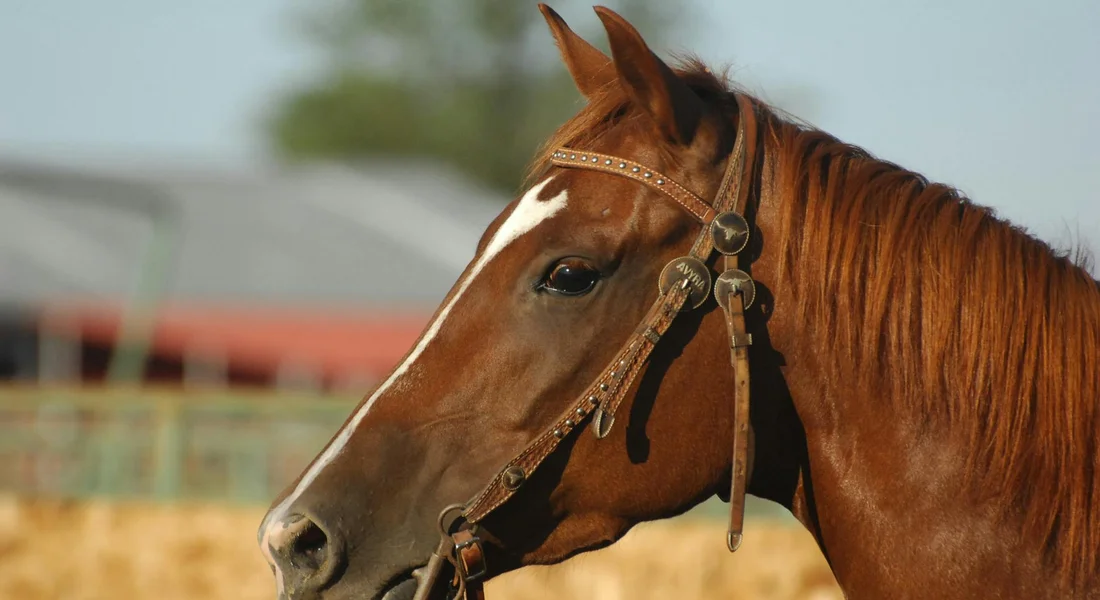 Close-up of a chestnut horse wearing a bridle in an outdoor riding arena.
