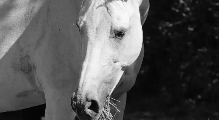 Close-up of a light-colored horse's head in black and white.