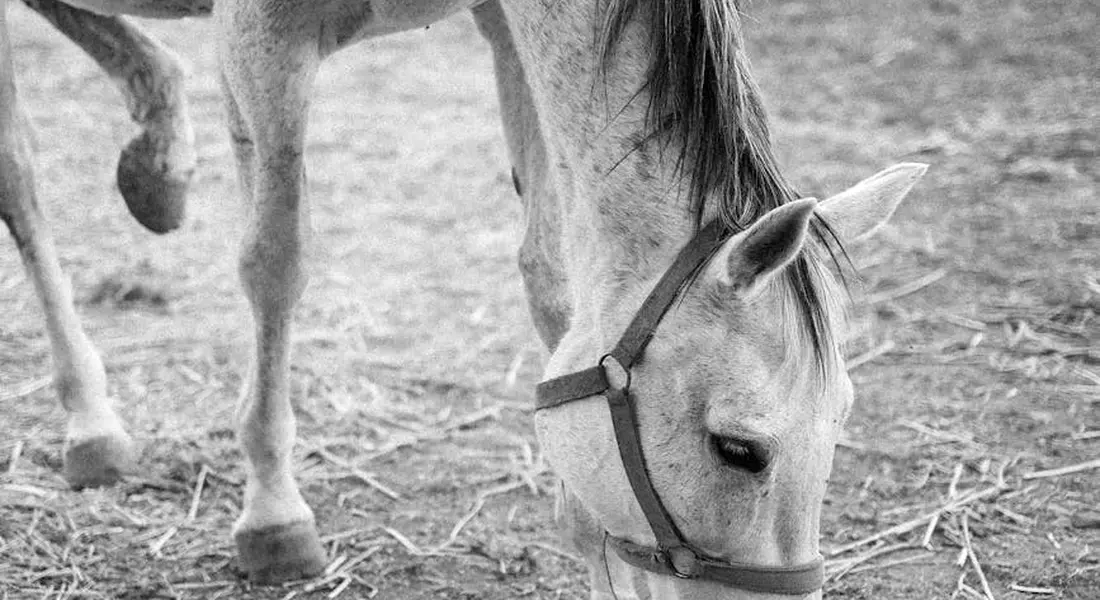 Black-and-white photo of a horse with a halter, head lowered toward the ground as it grazes or investigates the dirt.