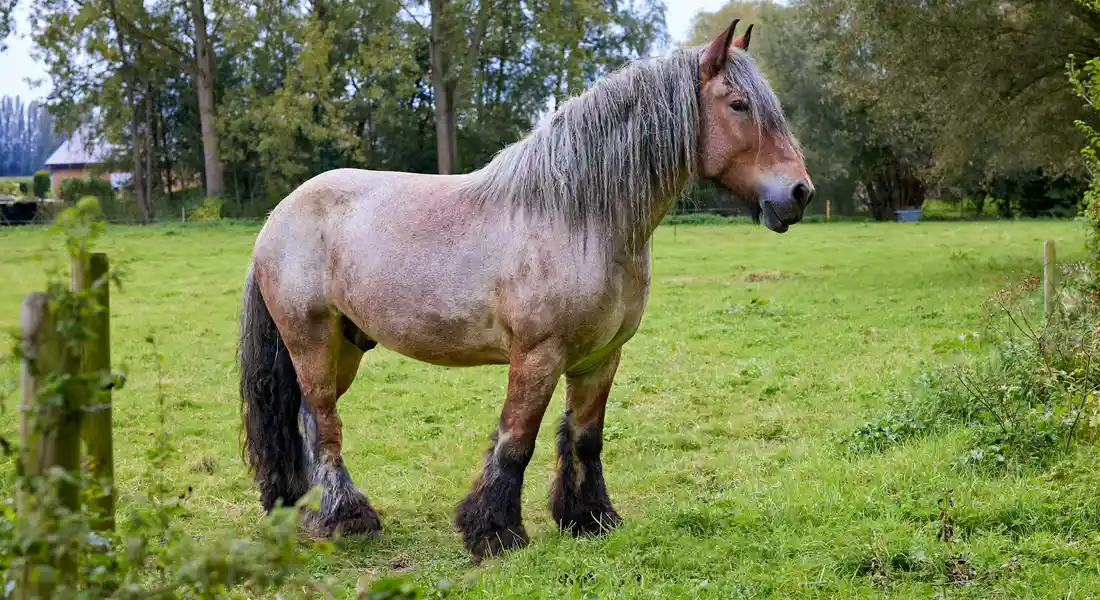 A light-colored horse standing in a grassy pasture, highlighting hind legs for discussions on hock health.