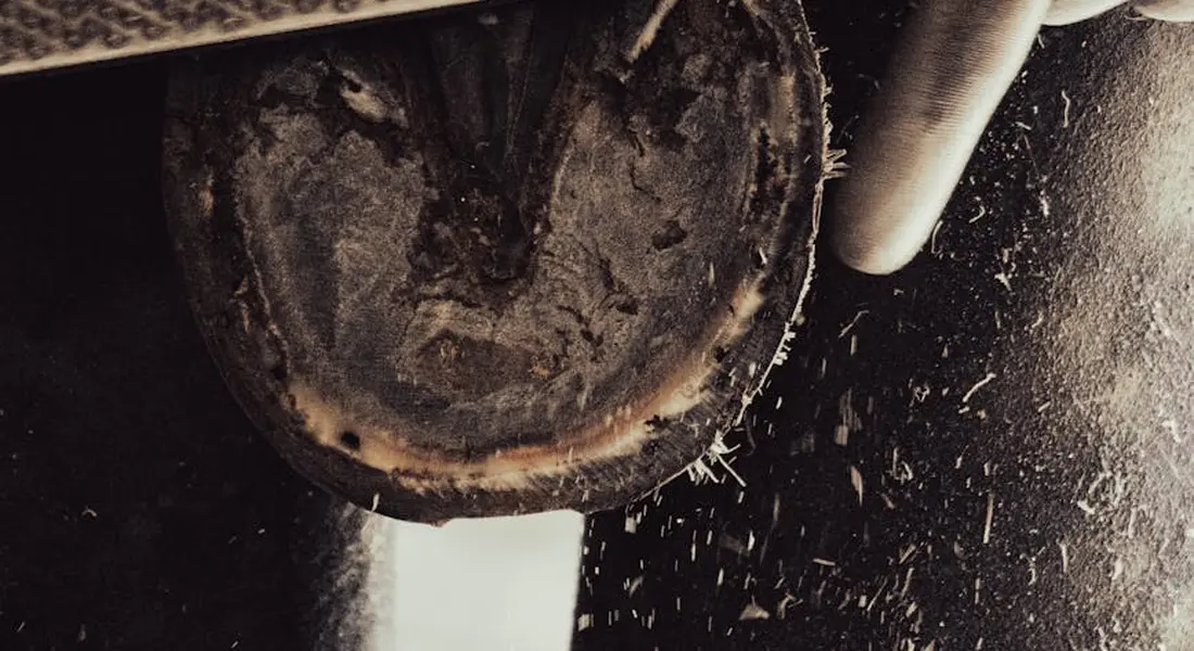 Close-up of a horse's hoof with a farrier tool nearby, highlighting hoof health checks between visits