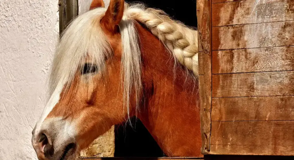 Maintain Your Horse’s Hoof Health Between Farrier Visits: Your Daily Care Routine