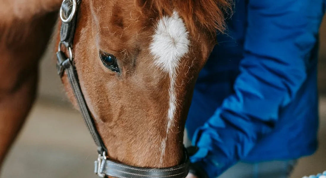 Close-up of a horse's head with a person in a blue sleeve preparing to clean or pick the horse's hoof.